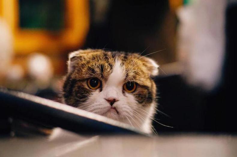 Dlaczego kot jest smutny - Kocia depresja